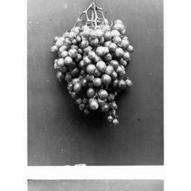 Bunch of grapes