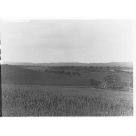 Rural view of Happy Valley - trees and fences