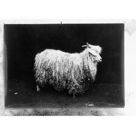 Angora Goat