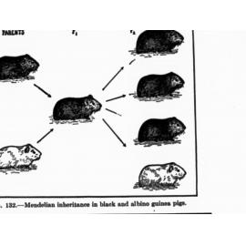 Mendelian inheritance in black and white albino guinea pigs