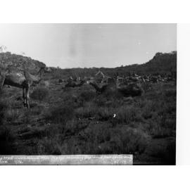 Explorers Camp Elder Expedition Showing Camels