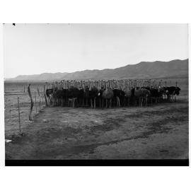 Ostriches on Farm at Port Augusta