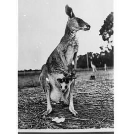 Kangaroo with a Joey in its pouch
