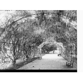 Botanic Gardens Wisteria Walk