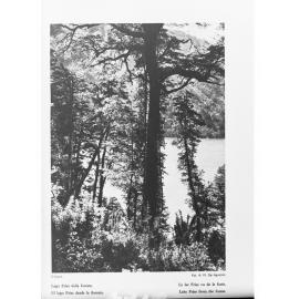 Forest in South America