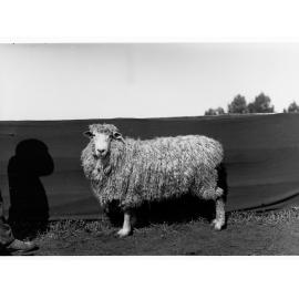 Sheep at Roseworthy