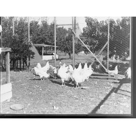 Chickens housed in coops