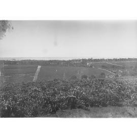 View of vineyards