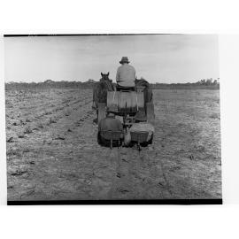 Men planting tobacco with horse drawn machine