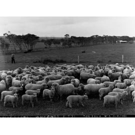Sheep at Roseworthy Agricultural College