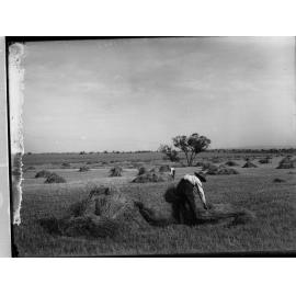 Man gathering hay at Roseworthy college