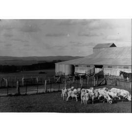 Rams Outside Shearing Shed