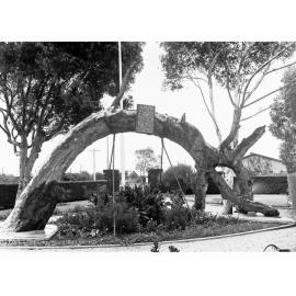Old Gum Tree at Glenelg