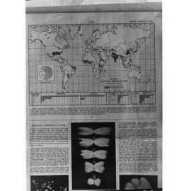 Map of the World showing Cotton Production