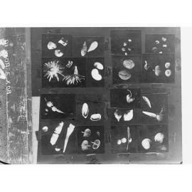 Seed Pod examples