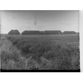 Lucerne Paddocks and Stacks at Cobdogla