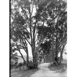Dirt Road and Trees Near Williamstown