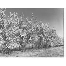 Almond Blossom Trees