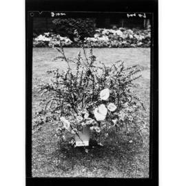 National Flower Day Festival held in Adelaide on the 21st September 1949
