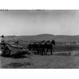Haymaking at Mitcham, showing a team of three horses pulling a machine