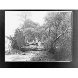 Botanic Park, Adelaide  taken after storm 17 July 1916