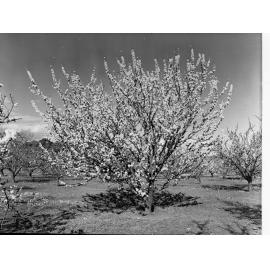 Almond Blossom Trees