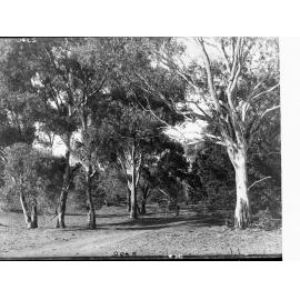 Track near Owienagin Creek, Flinders Ranges, carriage on track