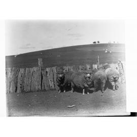 Sheep at Hill River Station