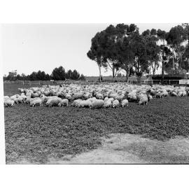 Sheep Station at Roseworthy