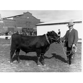 Man Showing a Bull - Royal Adelaide Show