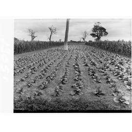Tobacco Plantation