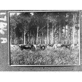 Cows in a forest