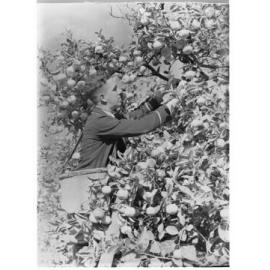 Orange Picker 