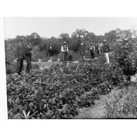 Ten men in a vegetable garden
