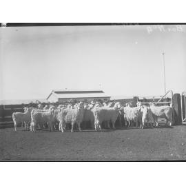 Goats, Port Adelaide Produce Department