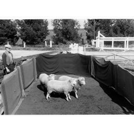 Sheep in pen at Roseworthy