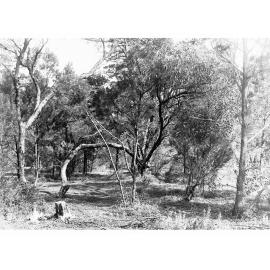 Bushland View