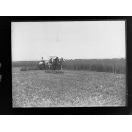 Harvesters at work in wheat fields at Roseworthy Agricultural College