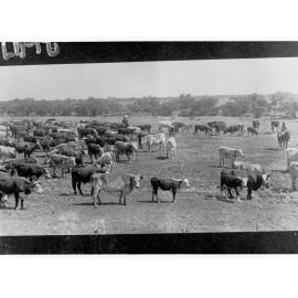 Cattle Camp, North Neals - Northern Territory