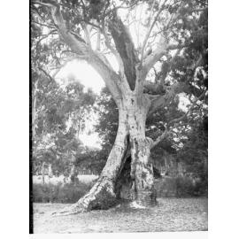 National Park Belair