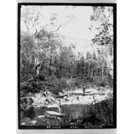Alligator Creek
