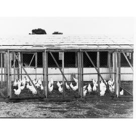 Parafield Poultry Farm
