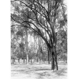Gum trees, Adelaide parks