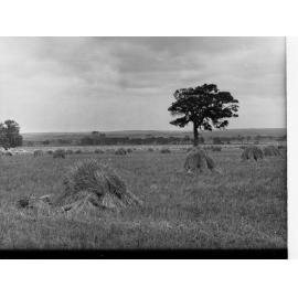 Hay Field at Willunga