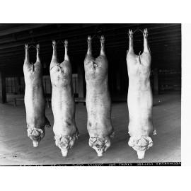 Roseworthy College Export Pigs Produce Department