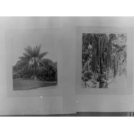Palm tree plantation - Forestry Department, area unknown