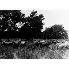 Cows grazing in a paddock (Mr Cowan's Jersey herd, Dalebank, Blakiston)