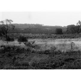 Crops and Paddocks Near Clare Showing Boundaries