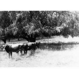 Cows grazing in a paddock under a tree (Mr Cowan's Jersey herd, Dalebank, Blakiston)