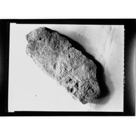 Fossil from Ediacara